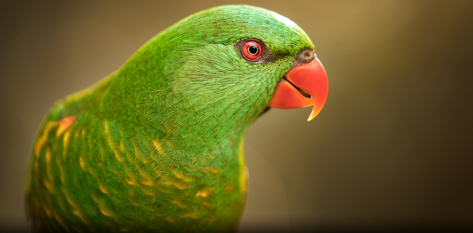 Lawson by Brook Rushton - slider 3